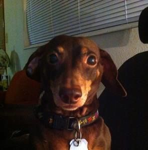 Meet your Posher, Cocomo